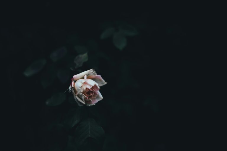 macro shot of pink flower - A retired person planning their pension arrangements to ensure their loved ones are supported after their death