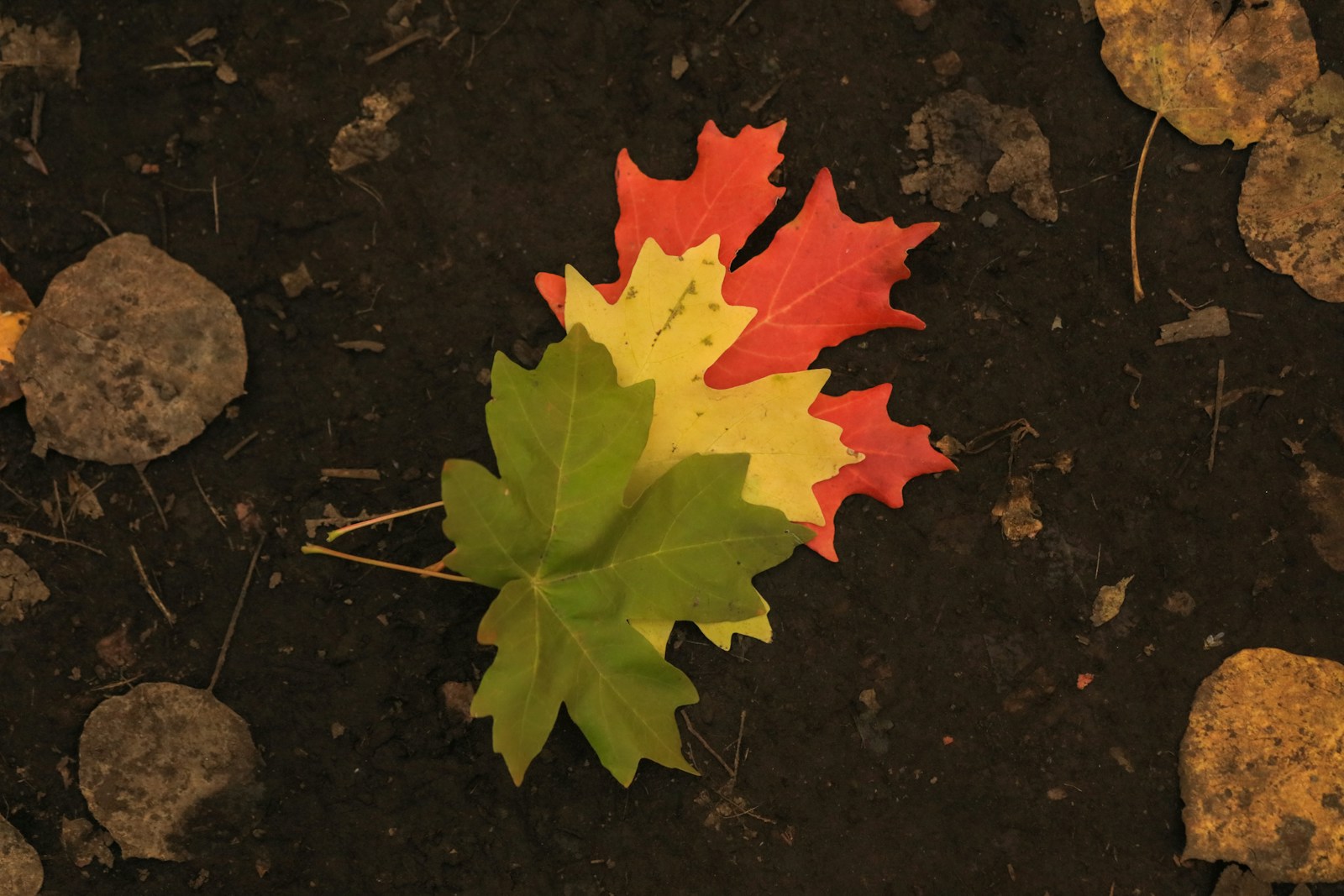 yellow maple leaf on black surface - A retiree transitioning from full-time work to retirement smoothly, focusing on financial planning and building a fulfilling routine